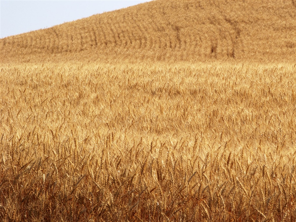 Wheat wallpaper (3) #5 - 1024x768