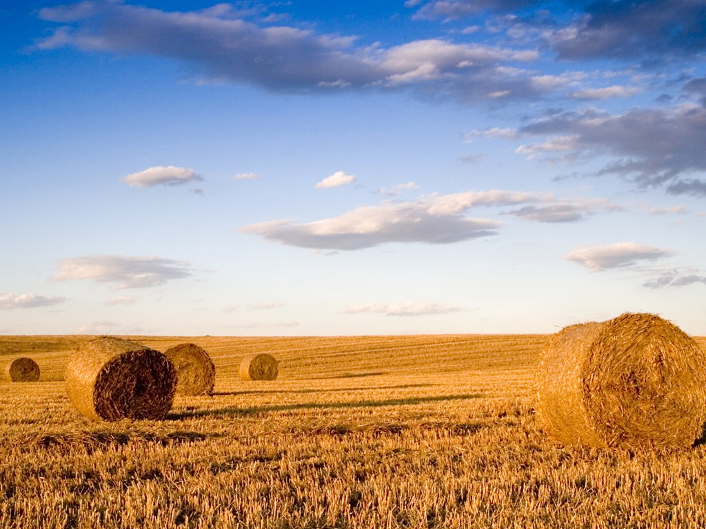 Wheat wallpaper (3) #6 - 1024x768