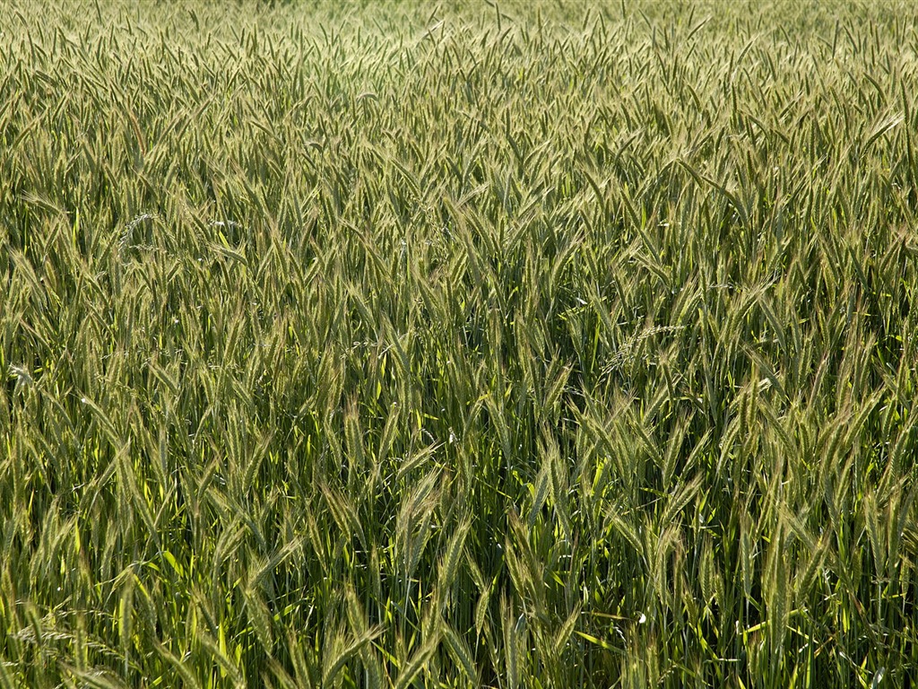 Wheat wallpaper (3) #7 - 1024x768