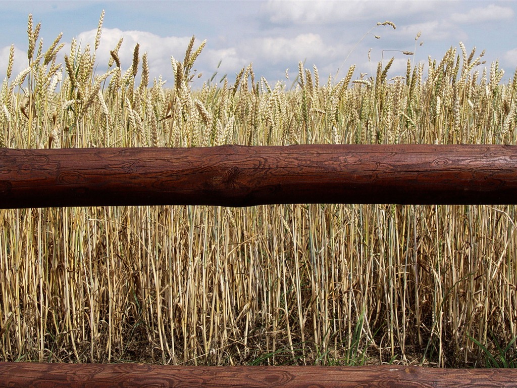 Fond d'écran du blé (3) #11 - 1024x768