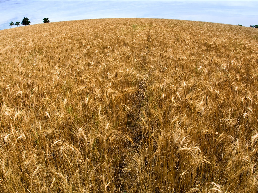 Fond d'écran du blé (3) #12 - 1024x768