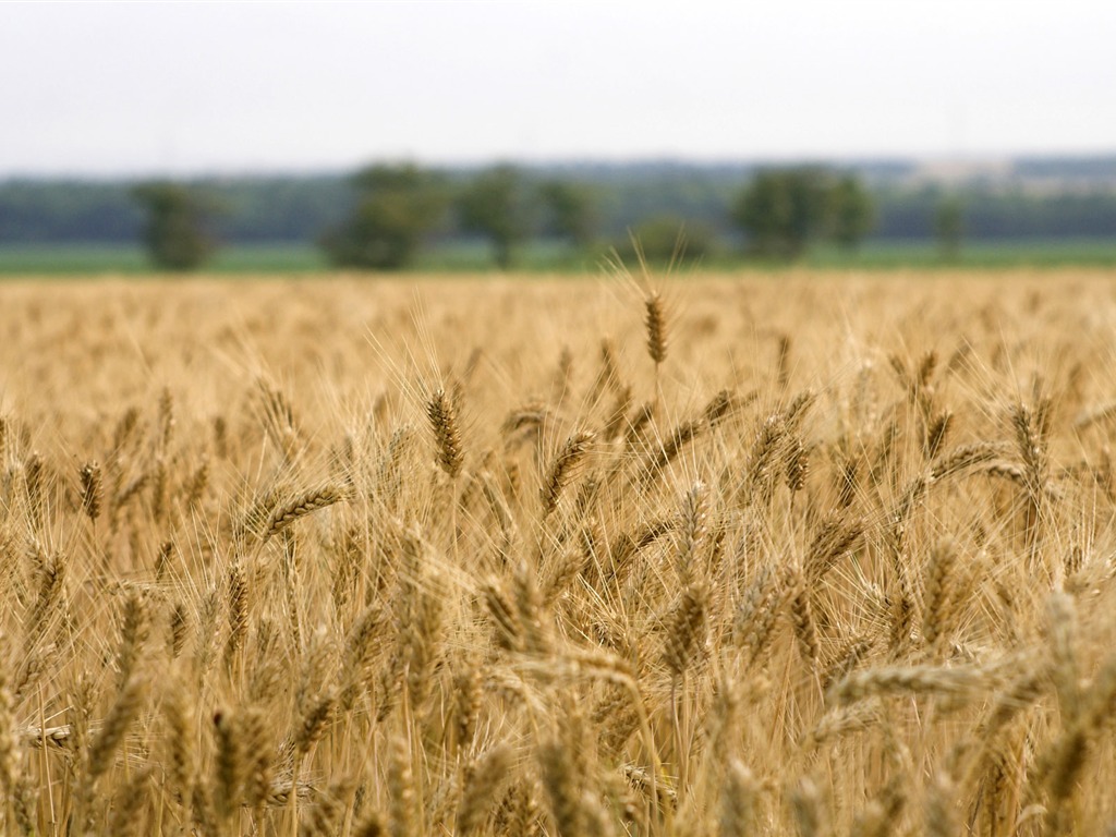 Wheat wallpaper (3) #13 - 1024x768