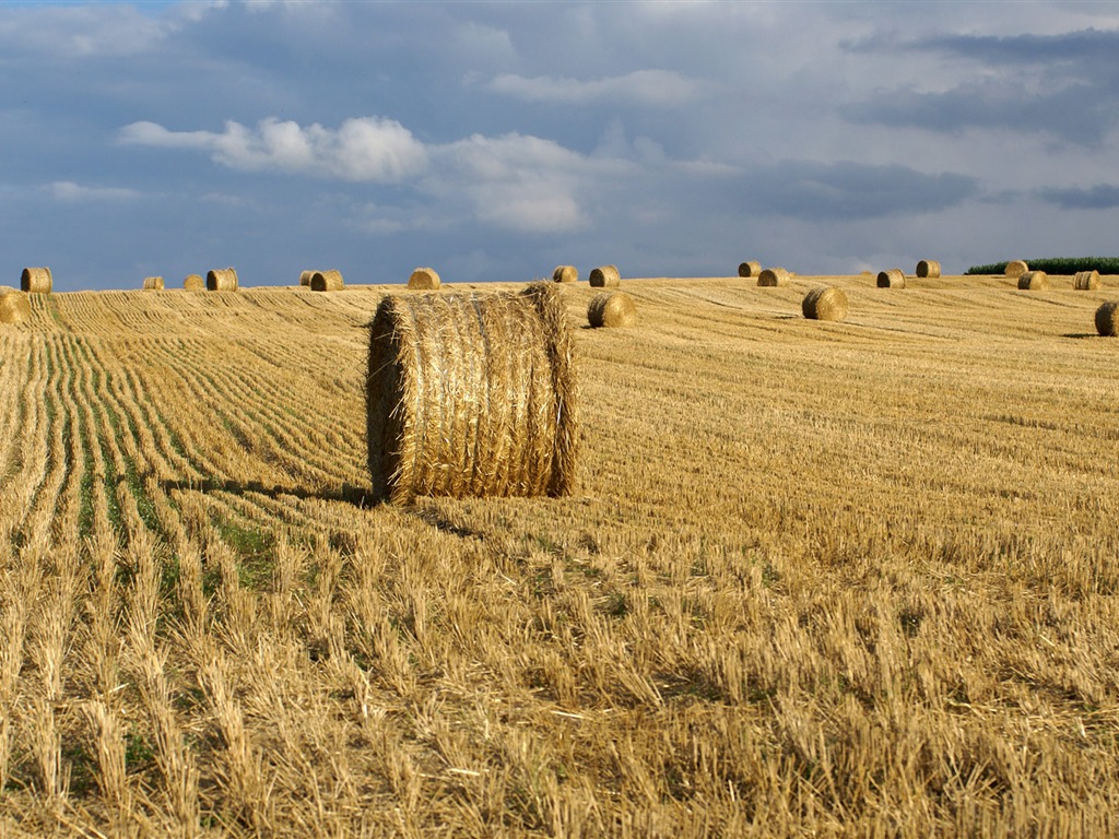 Wheat wallpaper (3) #14 - 1024x768