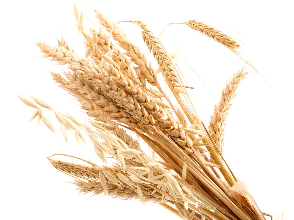 Fond d'écran du blé (3) #15 - 1024x768