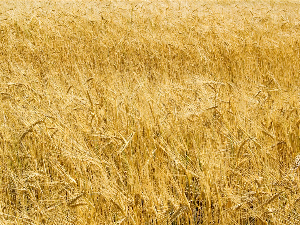 Fond d'écran du blé (3) #16 - 1024x768