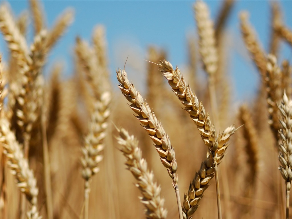 Wheat wallpaper (3) #17 - 1024x768