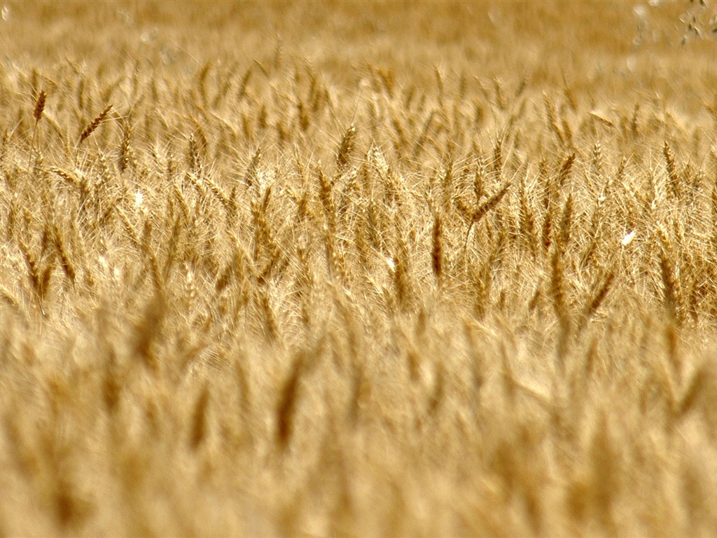 Fond d'écran du blé (3) #18 - 1024x768
