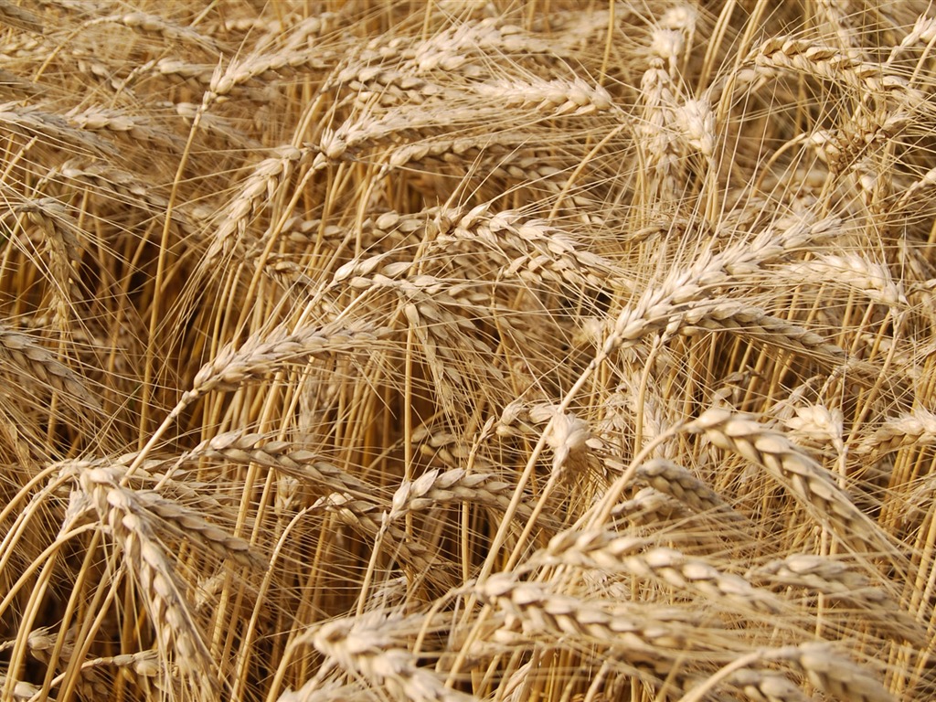 Wheat wallpaper (4) #2 - 1024x768