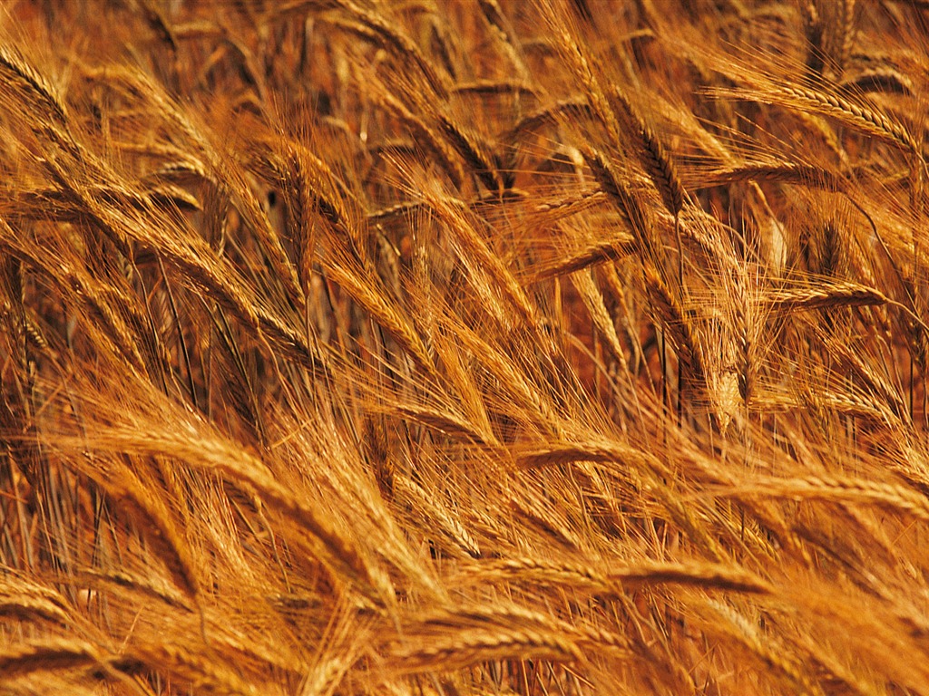 Wheat wallpaper (4) #4 - 1024x768
