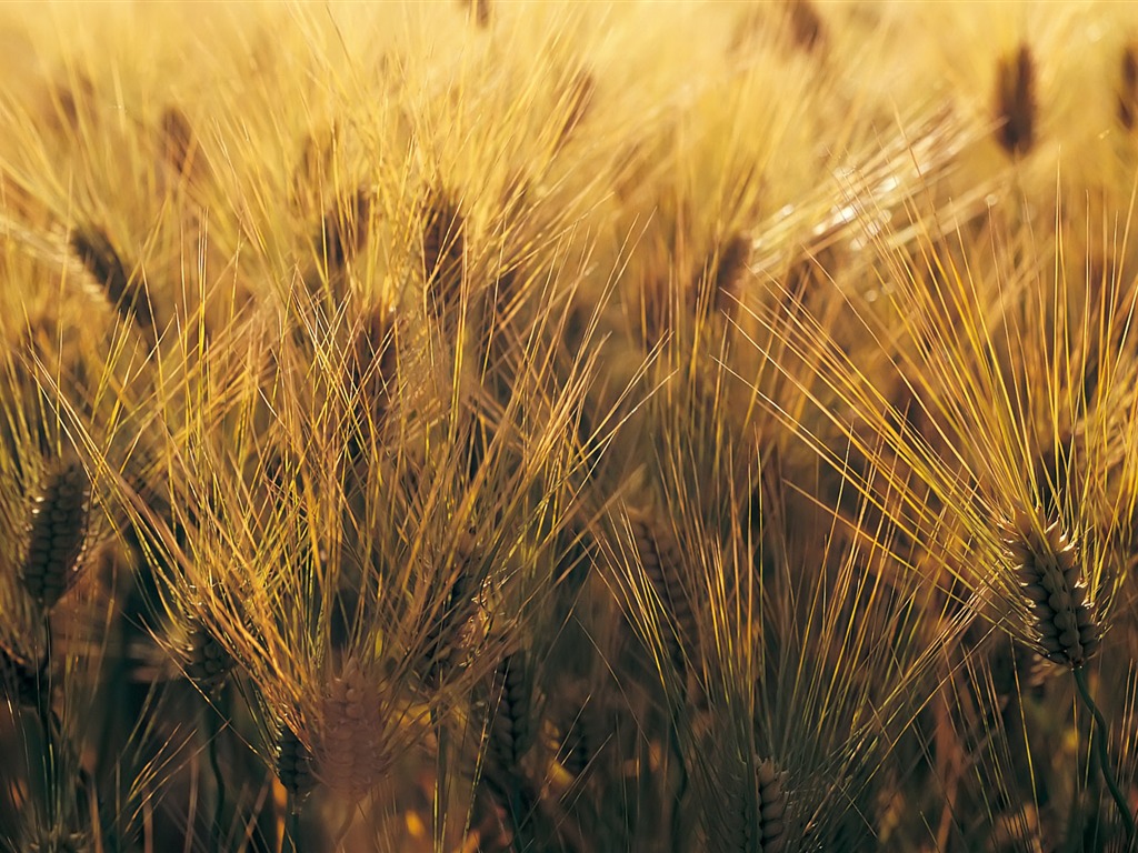 Wheat wallpaper (4) #7 - 1024x768