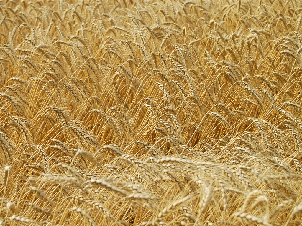 Wheat wallpaper (4) #8 - 1024x768