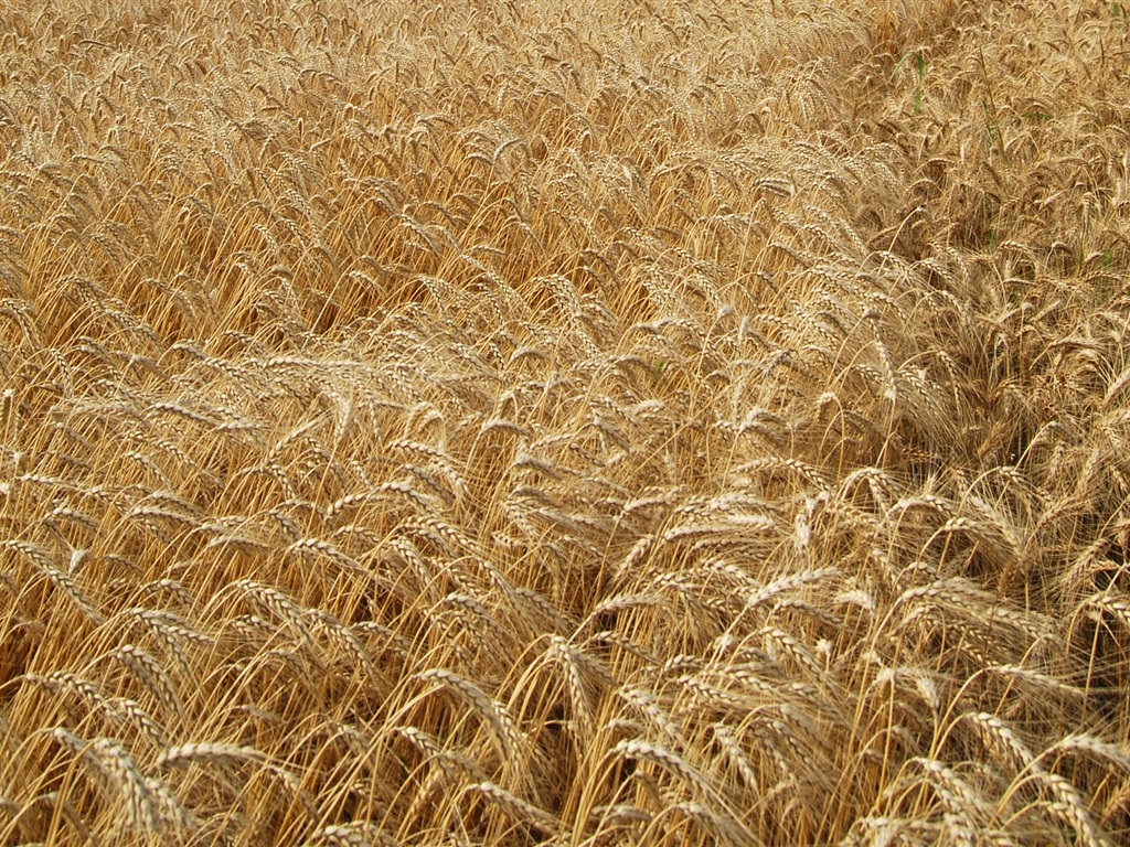 Wheat wallpaper (4) #15 - 1024x768