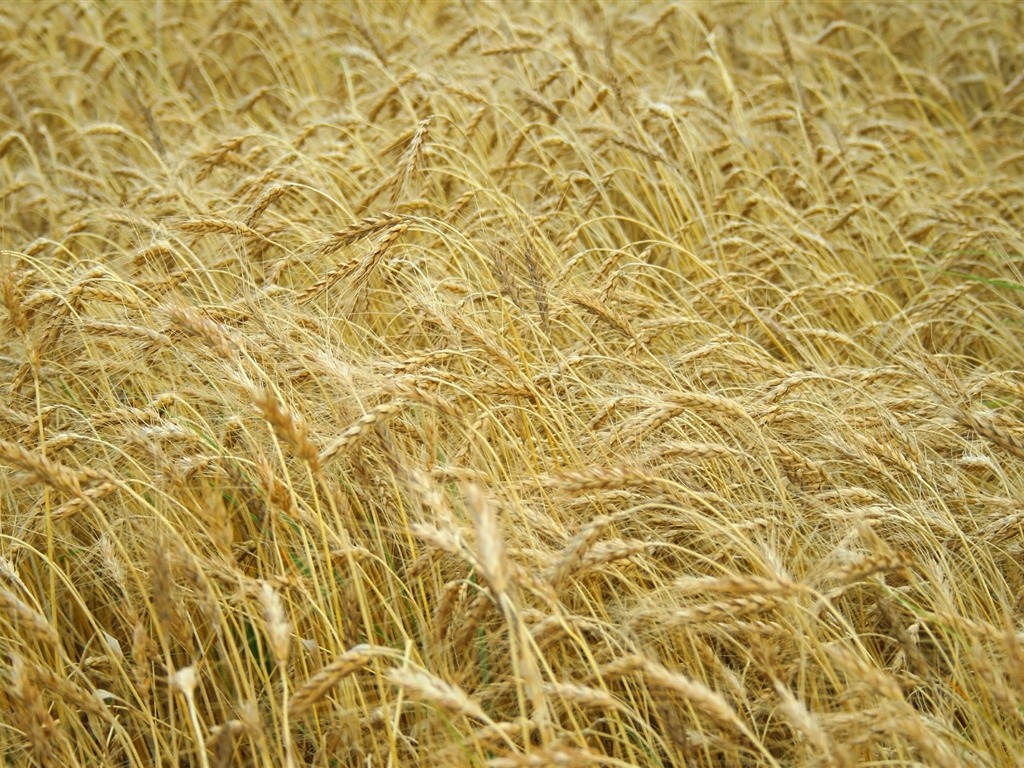 Wheat wallpaper (4) #17 - 1024x768