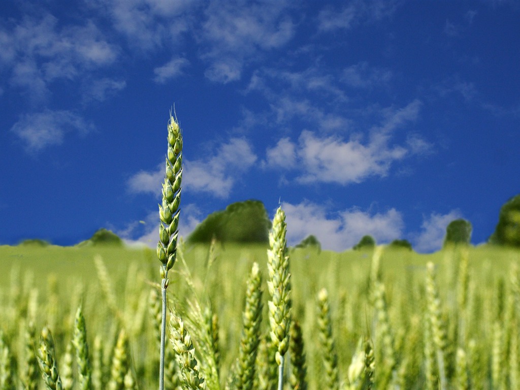 Wheat wallpaper (4) #19 - 1024x768