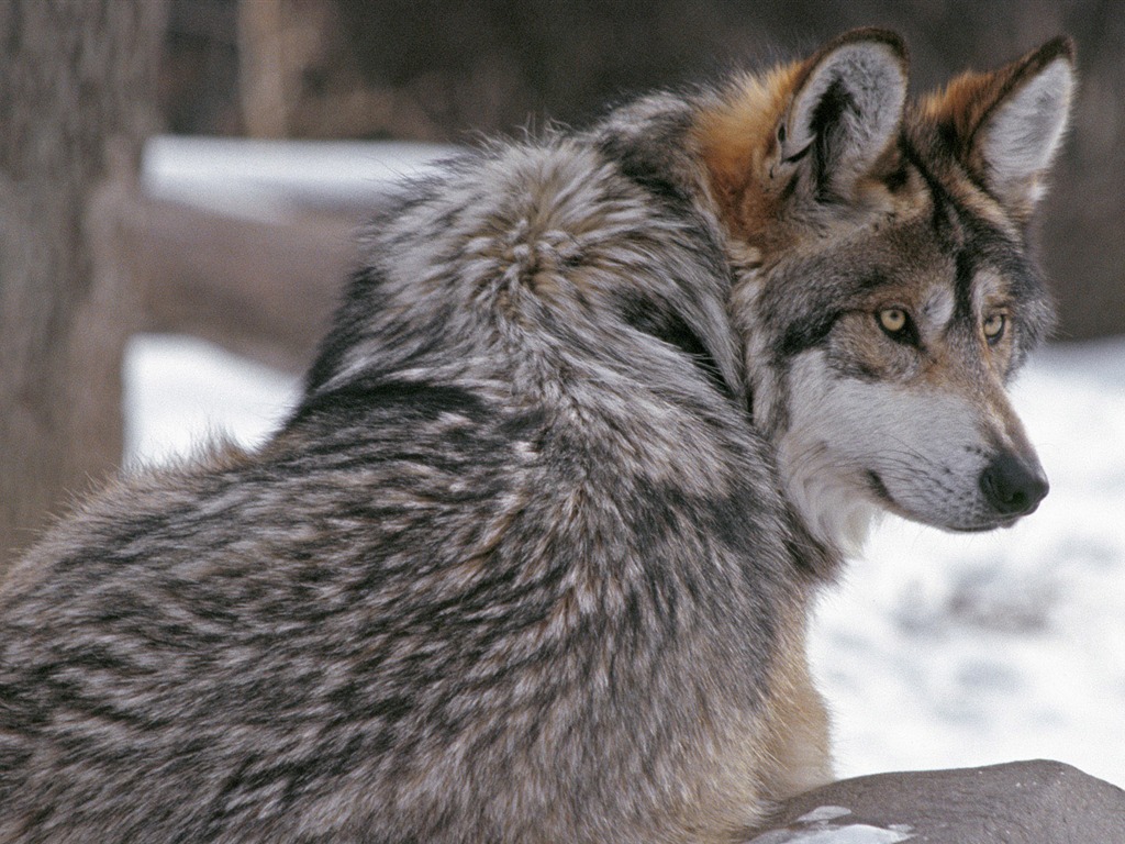 Animal Widescreen Wallpapers Collection (10) #5 - 1024x768