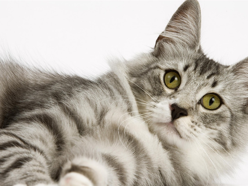 Animal Widescreen Wallpapers Collection (10) #14 - 1024x768