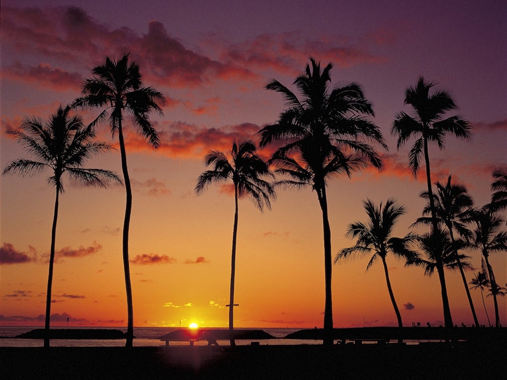 Fond d'écran Palm arbre coucher de soleil (2) #4 - 1024x768