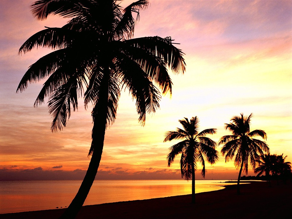 Fond d'écran Palm arbre coucher de soleil (2) #7 - 1024x768