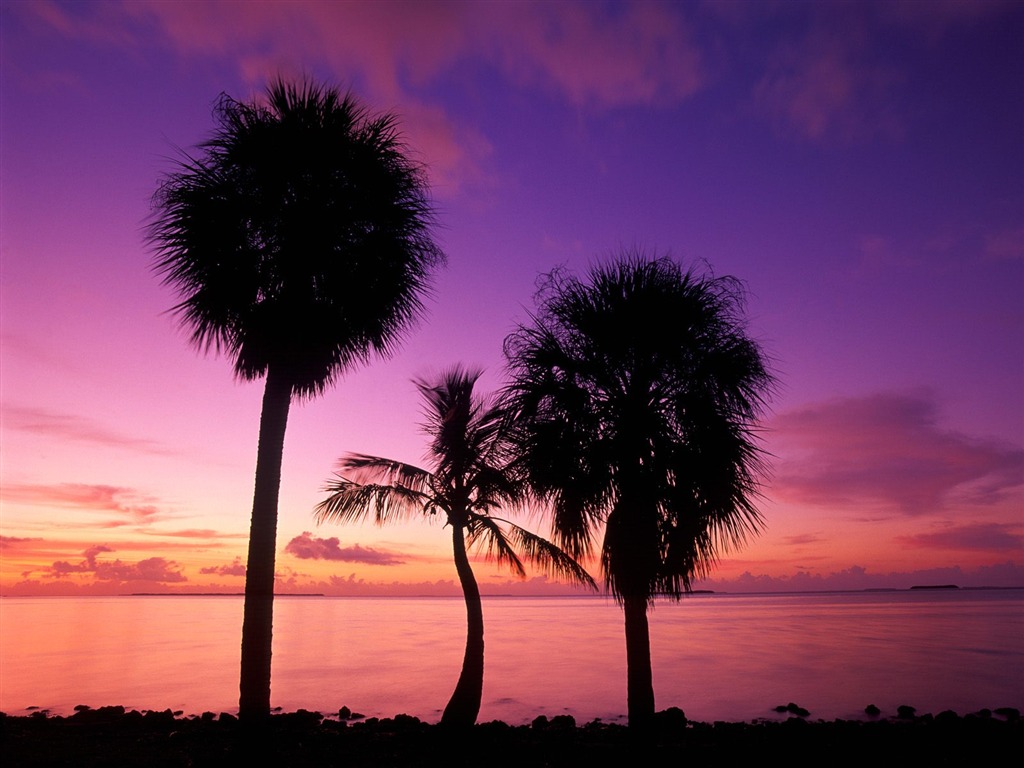 Fond d'écran Palm arbre coucher de soleil (2) #8 - 1024x768