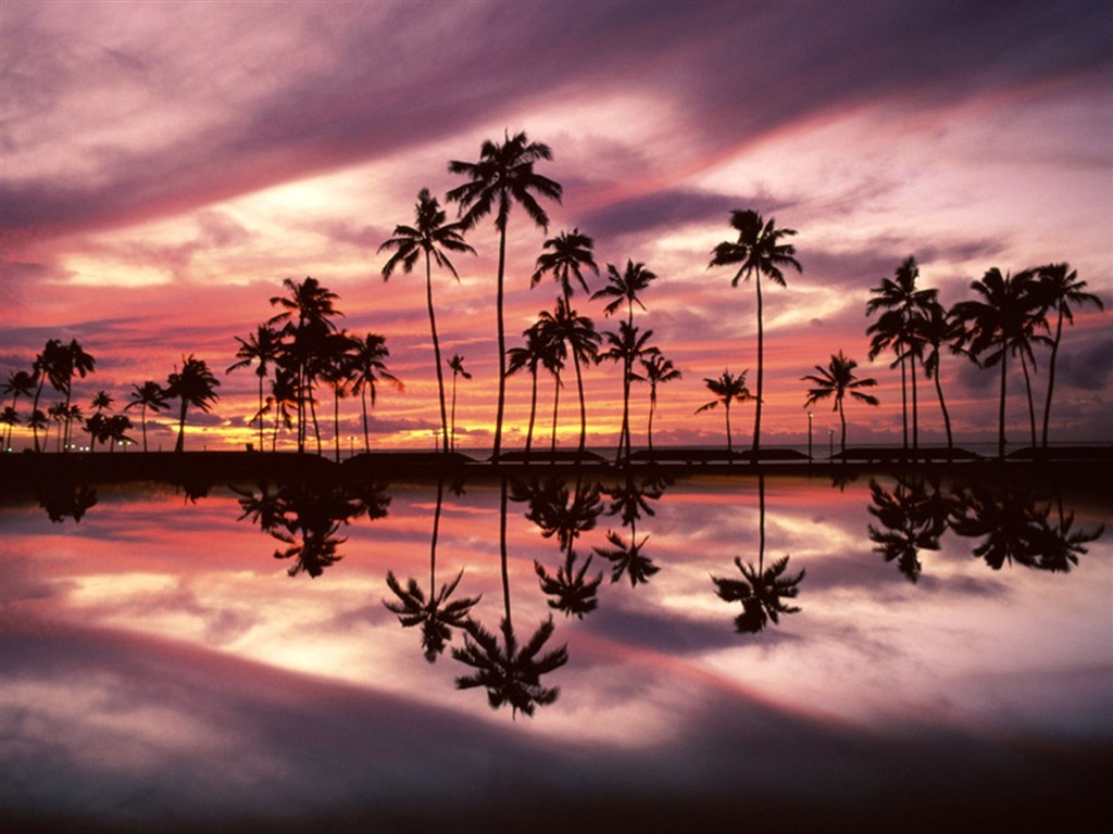 Fond d'écran Palm arbre coucher de soleil (2) #16 - 1024x768