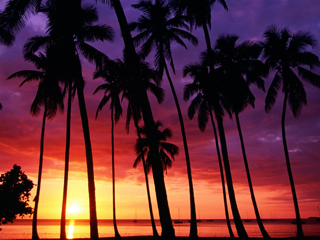 Fond d'écran Palm arbre coucher de soleil (2) #20 - 1024x768