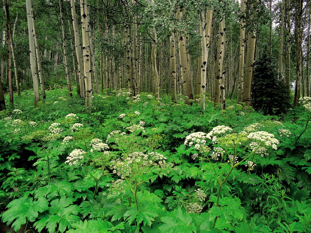 樹木植物 壁紙(一) #20 - 1024x768
