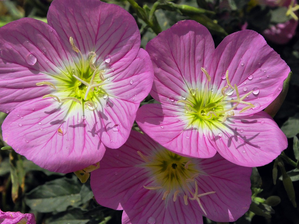 Reveal fragrant flowers (old Kang OK works) #11 - 1024x768