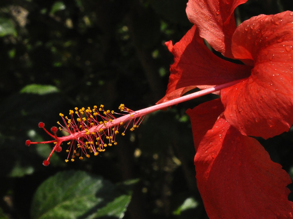 Reveal fragrant flowers (old Kang OK works) #17 - 1024x768