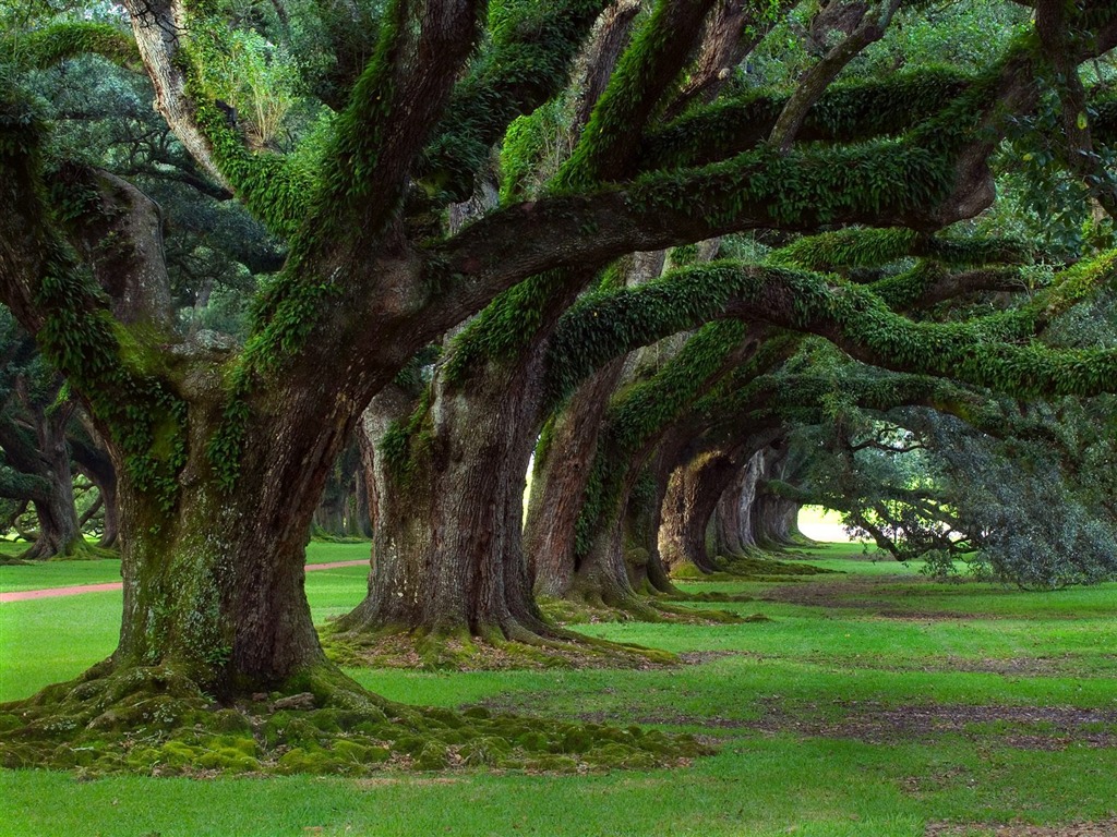 植物の木の壁紙 (2) #8 - 1024x768