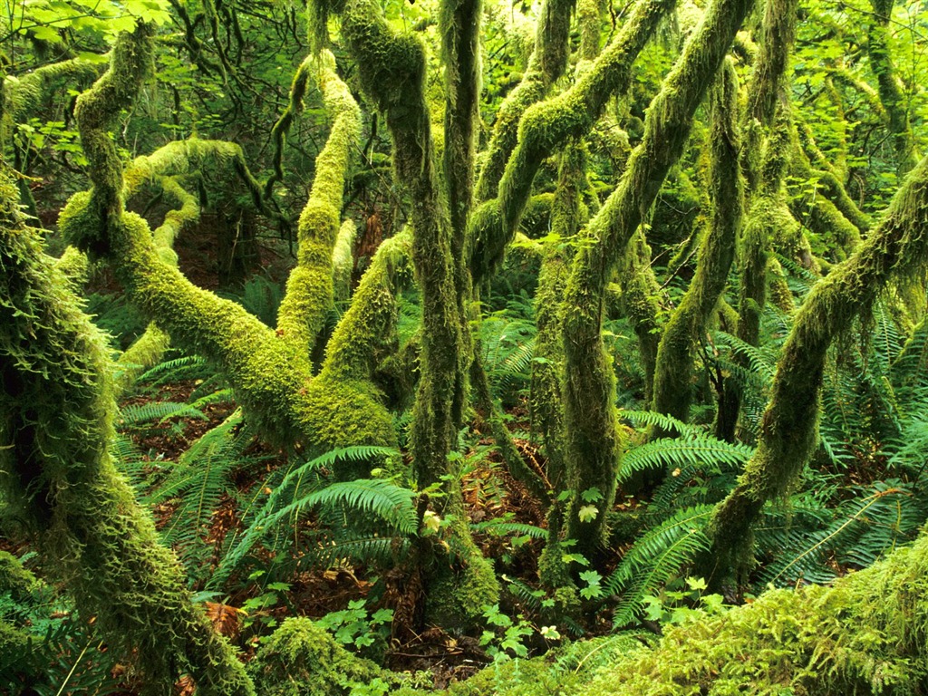 树木植物 壁纸(二)12 - 1024x768