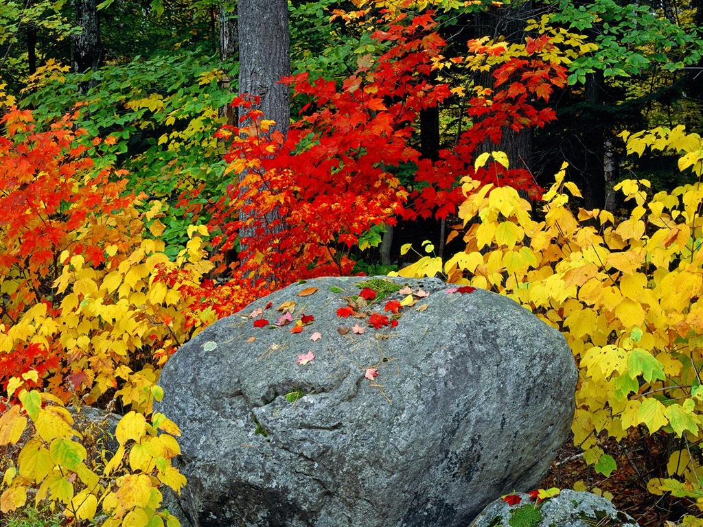 树木植物 壁纸(二)16 - 1024x768