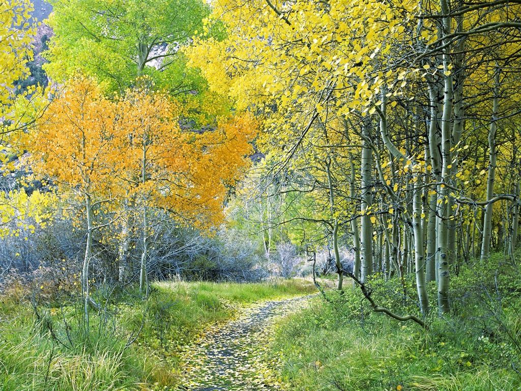 Planter des arbres fonds d'écran (3) #3 - 1024x768