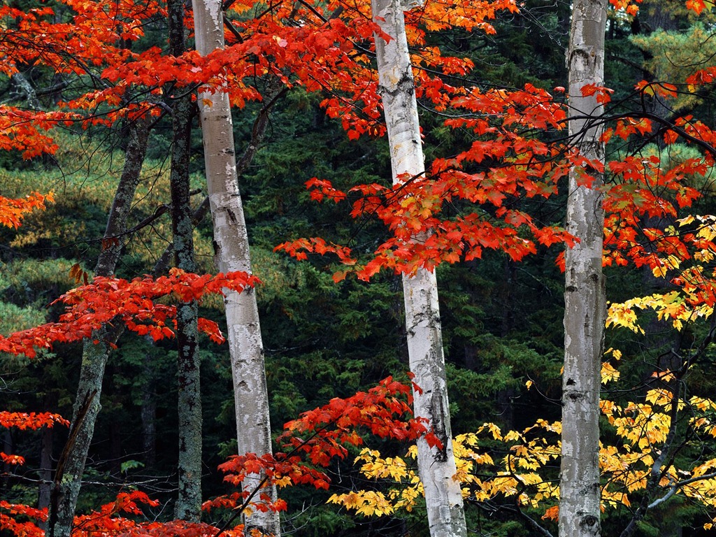 Planter des arbres fonds d'écran (3) #6 - 1024x768