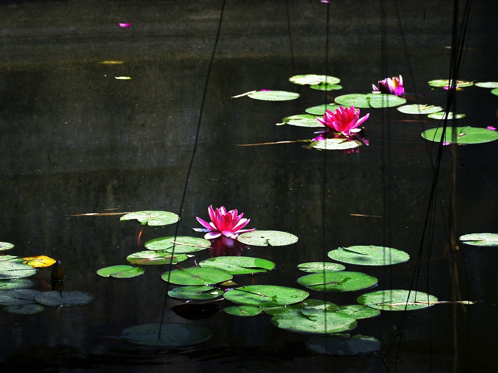 Flowers blooming (Old Hong OK works) #18 - 1024x768