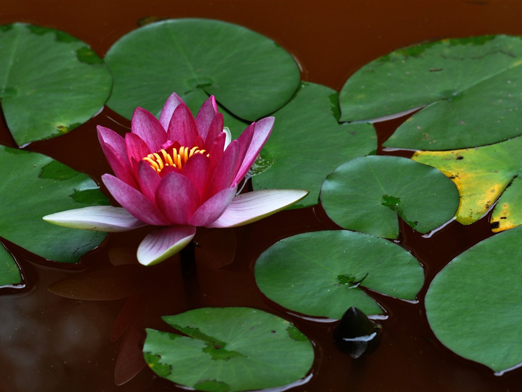 Flower close-up (Old Hong OK works) #2 - 1024x768