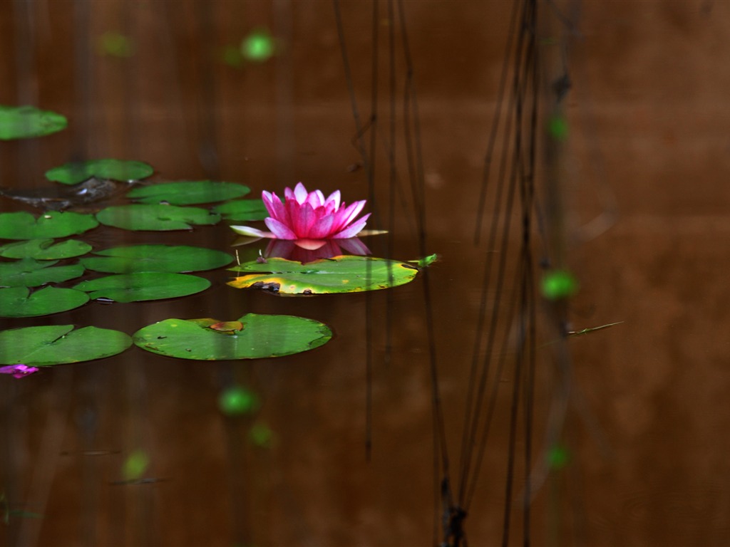 Flower close-up (Old œuvres Hong OK) #3 - 1024x768