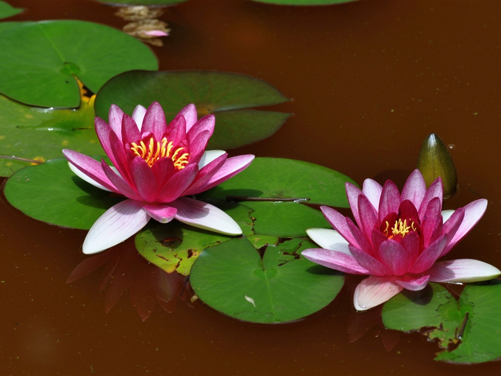 Flower close-up (Old œuvres Hong OK) #4 - 1024x768