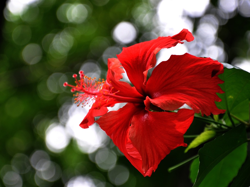 Flower close-up (Old Hong OK works) #6 - 1024x768