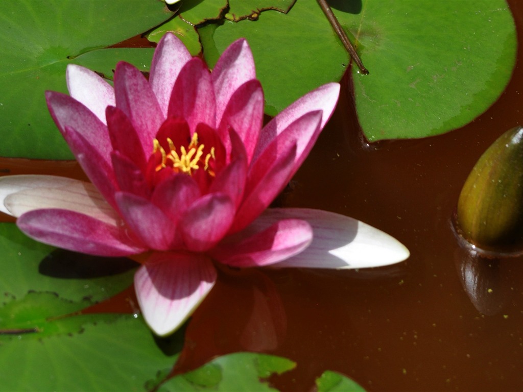 Flower close-up (Old Hong OK works) #7 - 1024x768