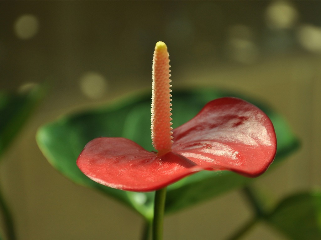 Flower close-up (Old œuvres Hong OK) #8 - 1024x768