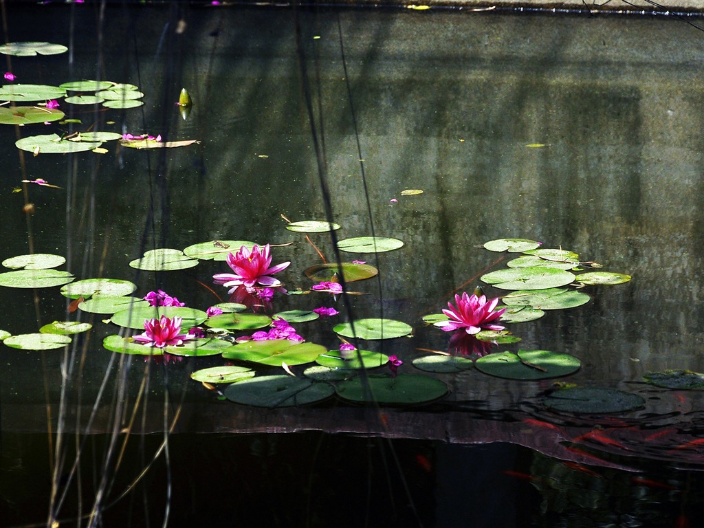 Flower close-up (Old Hong OK works) #10 - 1024x768