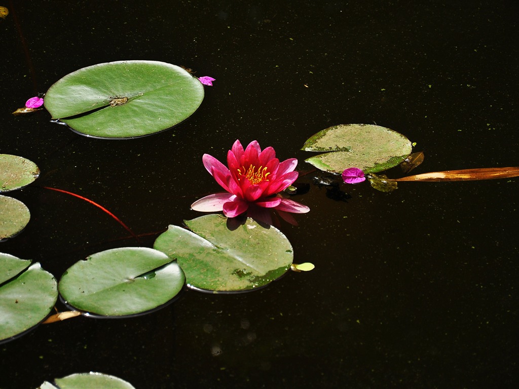 Flower close-up (Old Hong OK works) #11 - 1024x768