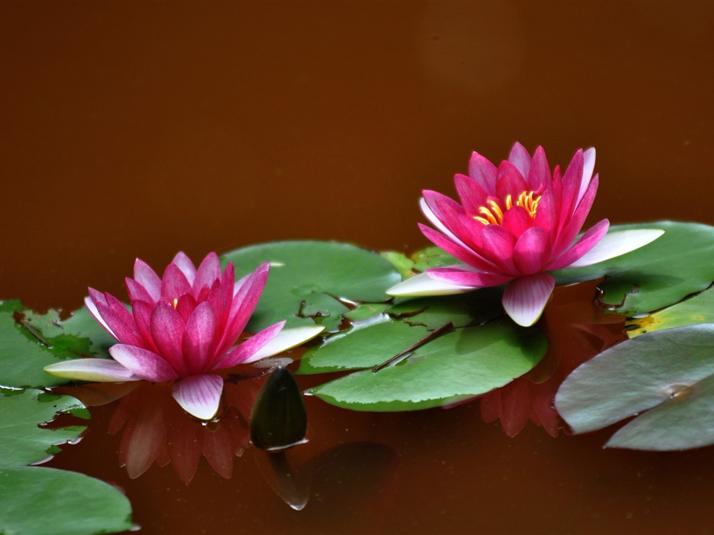 Flower close-up (Old Hong OK works) #12 - 1024x768