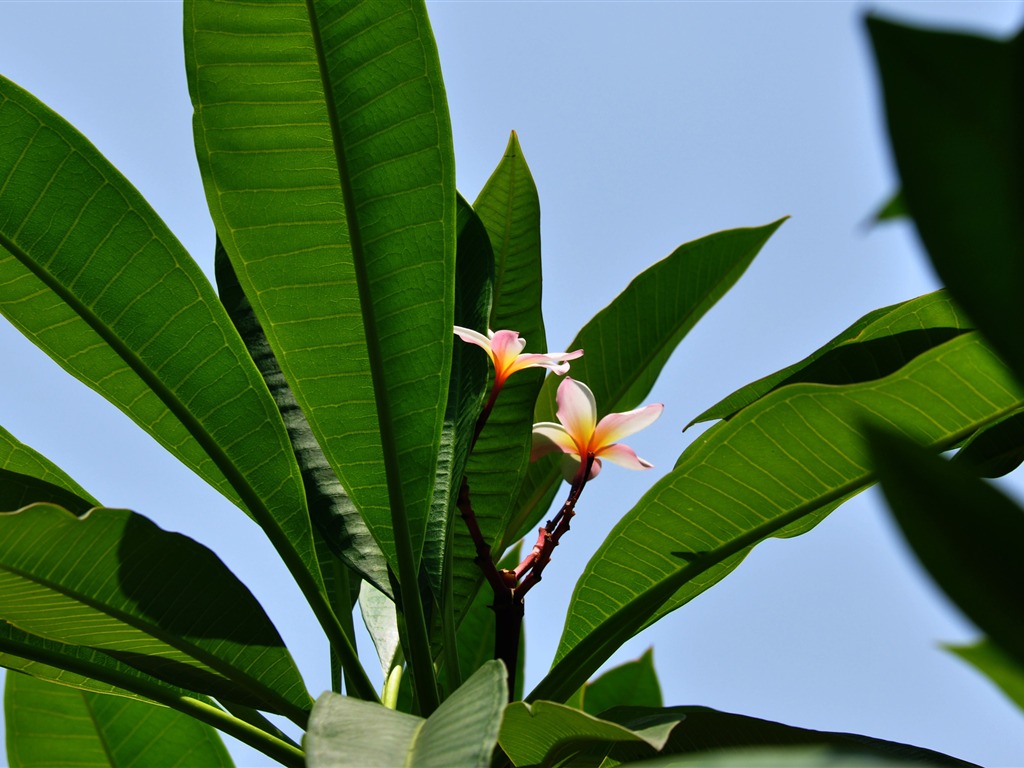 Flower close-up (Old Hong OK works) #13 - 1024x768