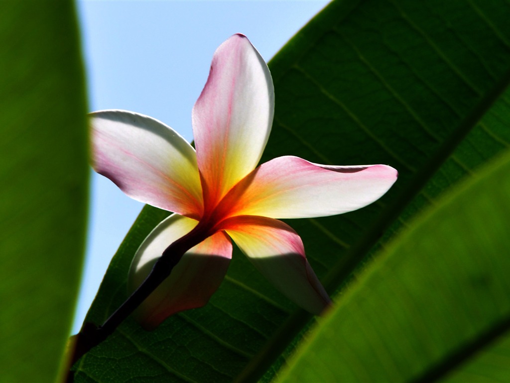 Flower close-up (Old Hong OK works) #14 - 1024x768