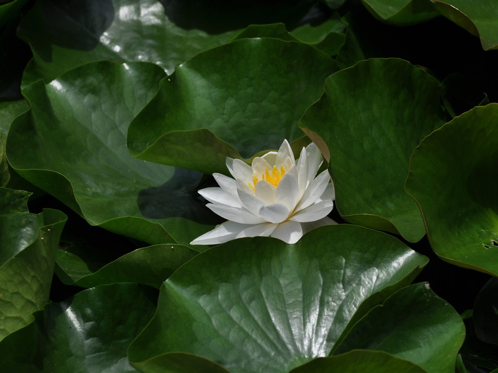 Flower close-up (Old Hong OK works) #16 - 1024x768