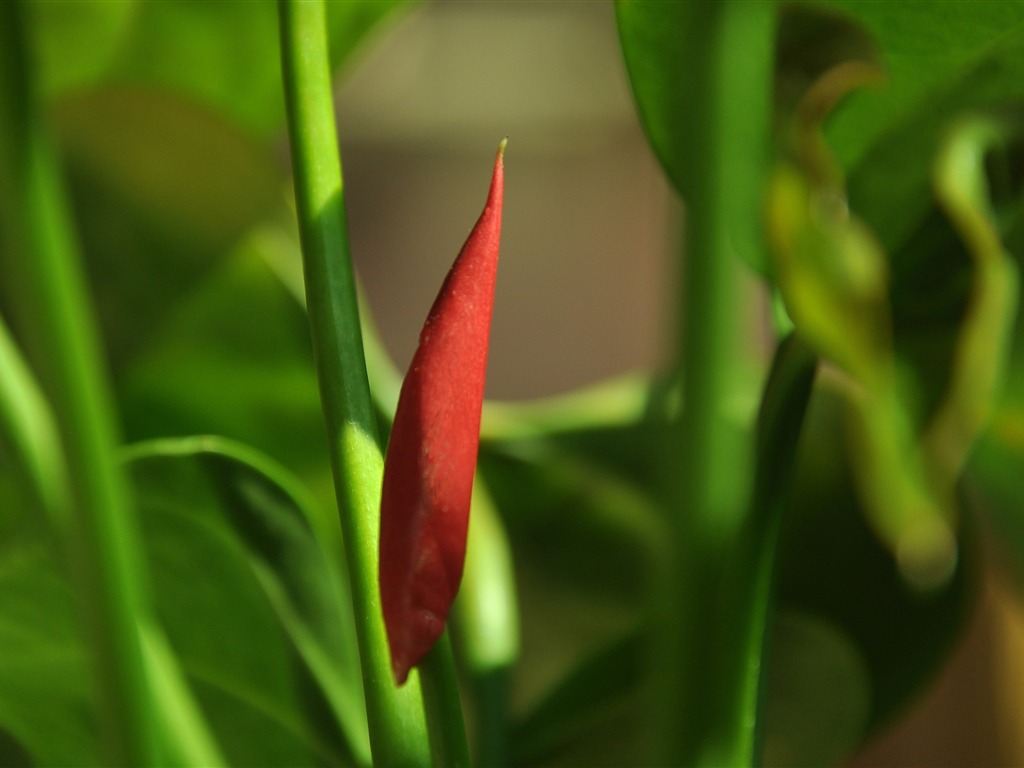 Flower close-up (Old Hong OK works) #19 - 1024x768