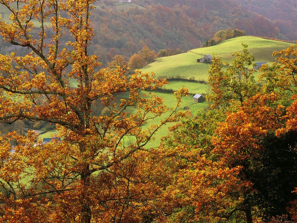 Plant trees wallpaper (6) #10 - 1024x768