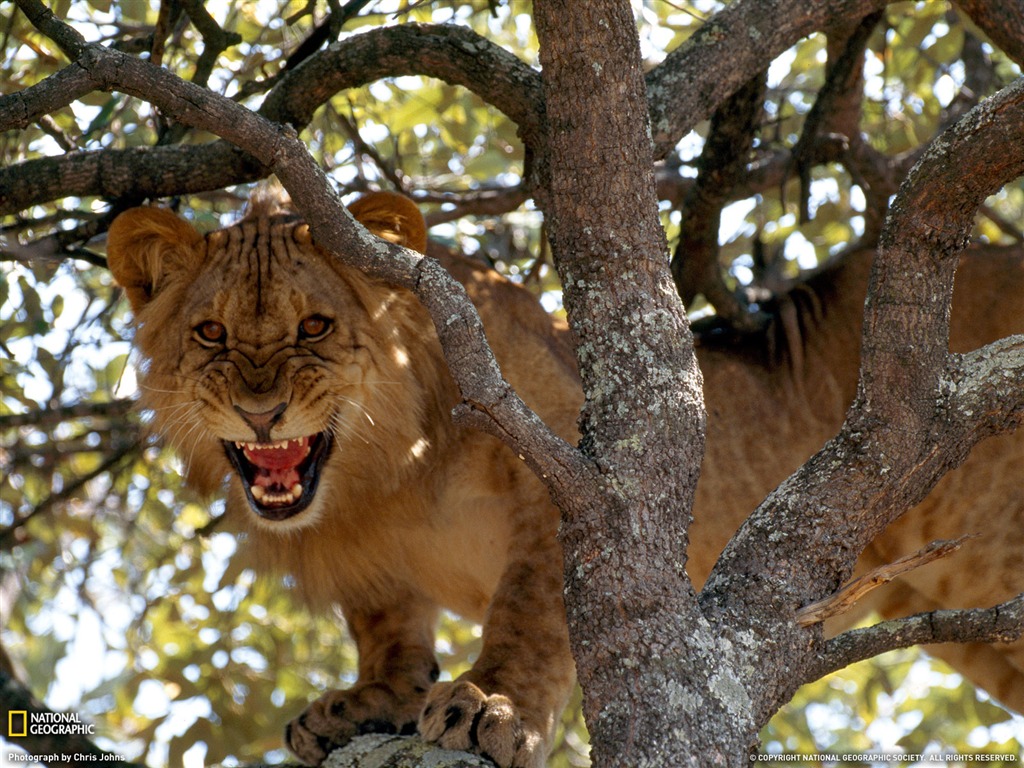 National Geographic album papier peint des animaux (1) #10 - 1024x768