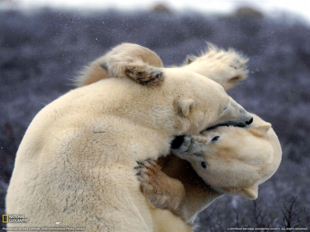 National Geographic zvířecí tapety album (1) #20 - 1024x768